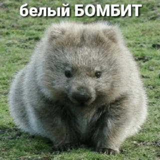 🤍 emoji БОМБИТ Telegram sticker 20 of 111