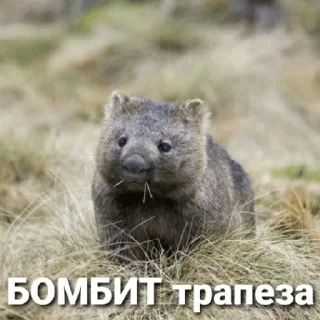 🥣 emoji БОМБИТ Telegram sticker 16 of 111