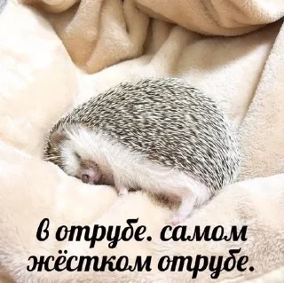 🛏 emoji Жейски мемчики Telegram sticker 1 of 99