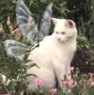 Sticker from Fairy kitty