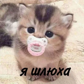 😮‍💨 emoji миаУฅ^•ﻌ•^ฅ @qqzxl Telegram sticker 19 of 56