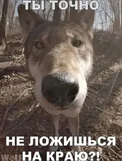 😯 emoji нагну тебя Telegram sticker 16 of 120