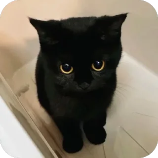 🐱 emoji Хуйня part 4 Telegram sticker 20 of 99