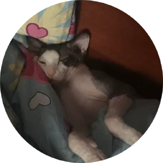 🌟 emoji Буся Telegram sticker 23 of 32