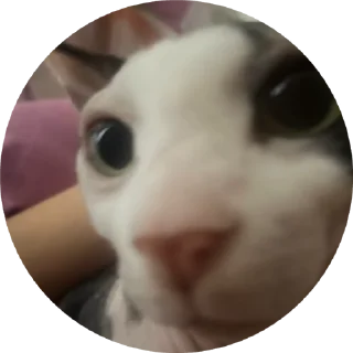 🌟 emoji Буся Telegram sticker 10 of 32