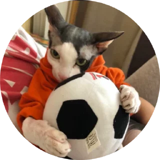 🌟 emoji Буся Telegram sticker 18 of 32