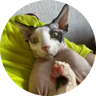🌟 emoji Буся Telegram sticker 14 of 32