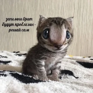 Sticker from ИНТЕРЕСНО А ПОЧЕМУ