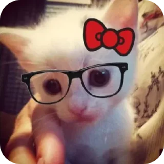 😎 emoji Kitty Telegram sticker 5 of 21