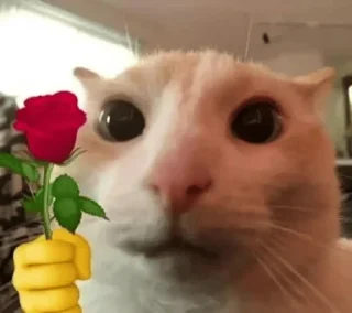 🌹 emoji Kitty Telegram sticker 12 of 31