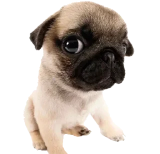 🤨 emoji мама папа криминал Telegram sticker 13 of 70