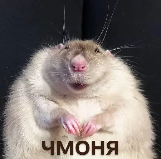 🤪 emoji we🐭 Telegram sticker 24 of 78
