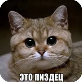 🐱 emoji ЭТО ПИЗДЕЦ Telegram sticker 6 of 10