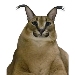😥 emoji Big Floppa @homolvdens Telegram sticker 7 of 69