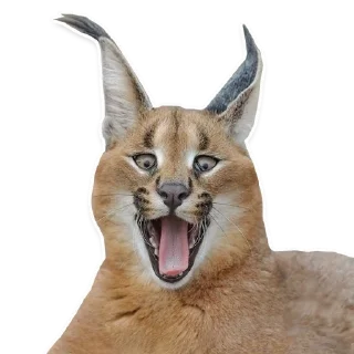 😜 emoji Big Floppa @homolvdens Telegram sticker 5 of 69