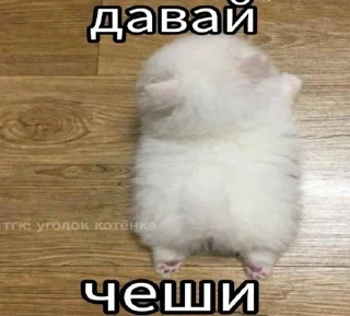 Sticker from я щас в штанишки