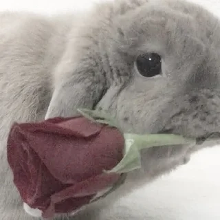 🌹 emoji кролич4ки @kotikmoinarkotik Telegram sticker 22 of 35