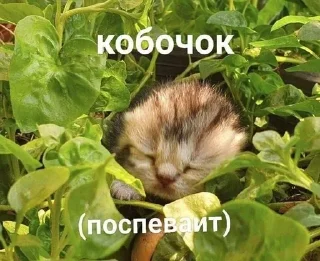 Sticker from котеки животеки