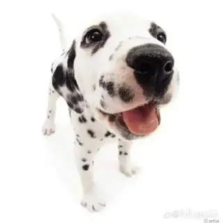 😆 emoji dogs Telegram sticker 5 of 8