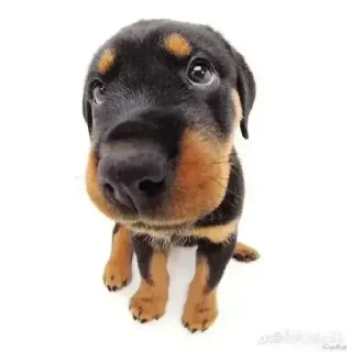 😂 emoji dogs Telegram sticker 7 of 8