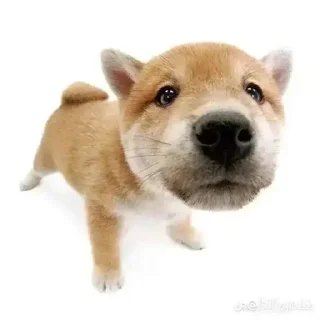 😀 emoji dogs Telegram sticker 1 of 8