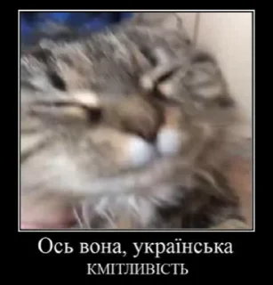 Sticker from ylsk webm