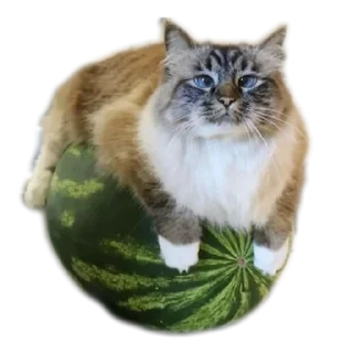 Sticker from Арбуз