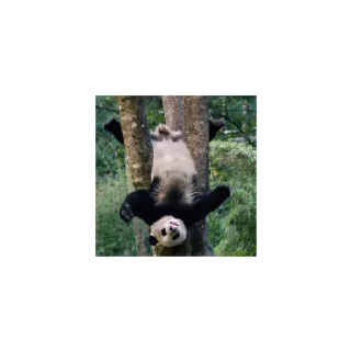 😄 emoji Мишка панда Telegram sticker 7 of 8