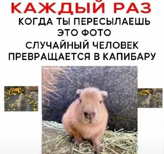 ✨ emoji Мятеж капибар Telegram sticker 2 of 15