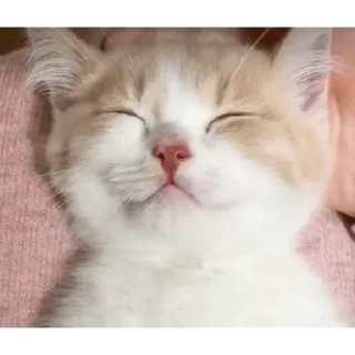 ☺️ emoji Милый писка Telegram sticker 19 of 19