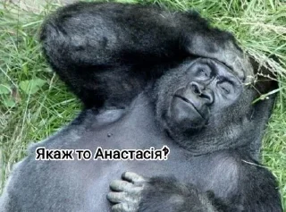 👧 emoji Мавпы :Макасина Telegram sticker 13 of 26