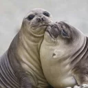☺ emoji Тюлень Telegram sticker 18 of 21