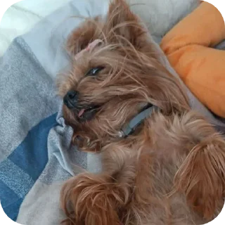 ❤ emoji Люся и Кики Telegram sticker 21 of 26