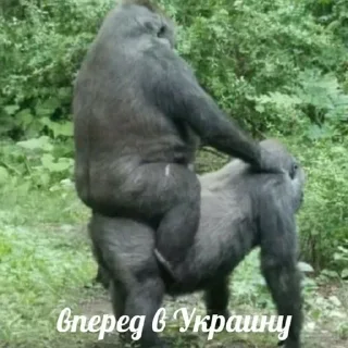 🇺🇦 emoji садок вишневий коло хати 4 Telegram sticker 14 of 116