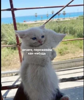 Sticker from стики от владочки