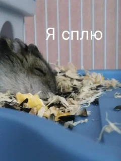 😴 emoji 🥐Крошка💗🐹 Telegram sticker 5 of 17
