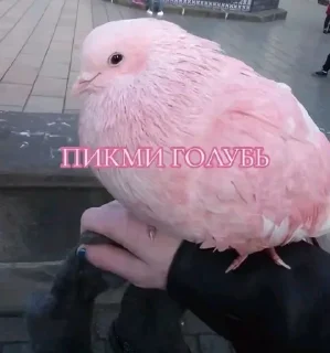 Sticker from ГОЛУБИ