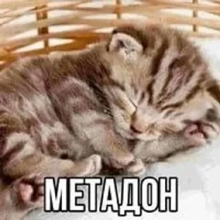 Sticker from ягондон:::