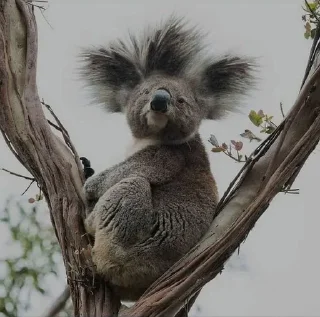 Sticker from Tense Koala