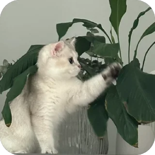🌿 emoji Мася Гномыч Telegram sticker 14 of 22