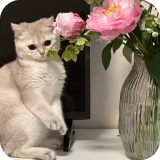 🐰 emoji Мася Гномыч Telegram sticker 19 of 22