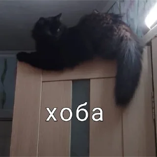Sticker from Пельмени,это очень вкусные пельмени
