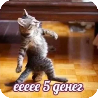 🐱 emoji Рандом щит by @nevedomaya_zlobnaya_hren Telegram sticker 12 of 99