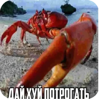 🦀 emoji Рандом щит by @nevedomaya_zlobnaya_hren Telegram sticker 24 of 99