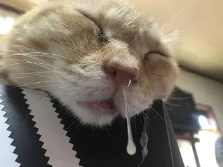 💤 emoji коты Telegram sticker 11 of 90