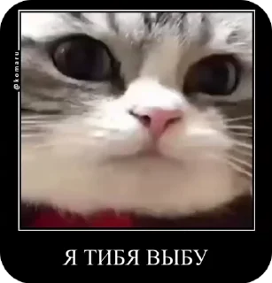 🌟 emoji Комару от коконата3 Telegram sticker 17 of 52