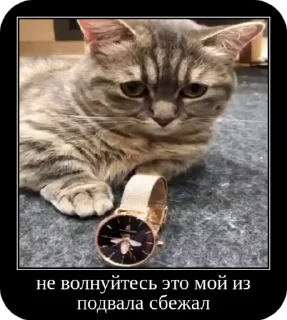 🌟 emoji Комару от коконата3 Telegram sticker 9 of 52