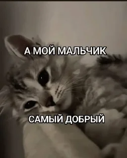 🌟 emoji Чеши Telegram sticker 9 of 70