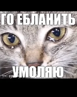 🌟 emoji Чеши Telegram sticker 21 of 70
