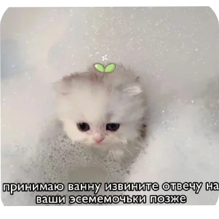 Sticker from Cat